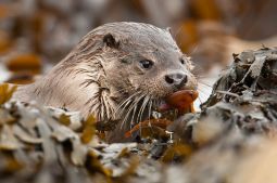 Wild Otters of Shetland