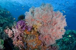 Raja Ampat wide angle